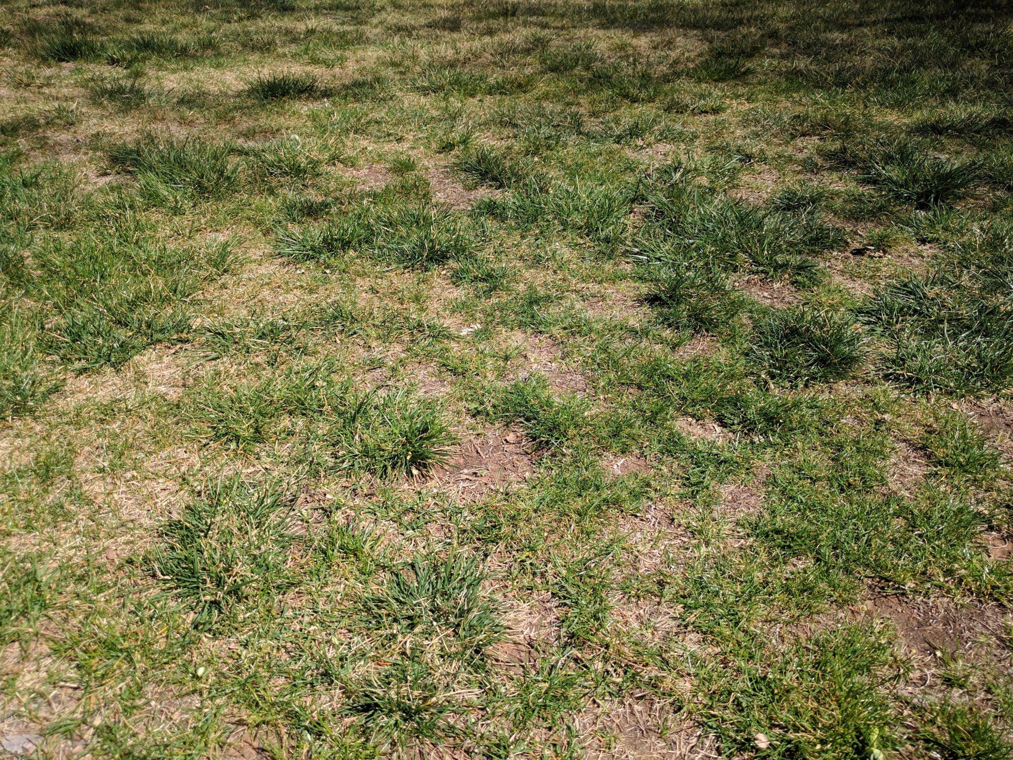 overseeding patchy lawn st george