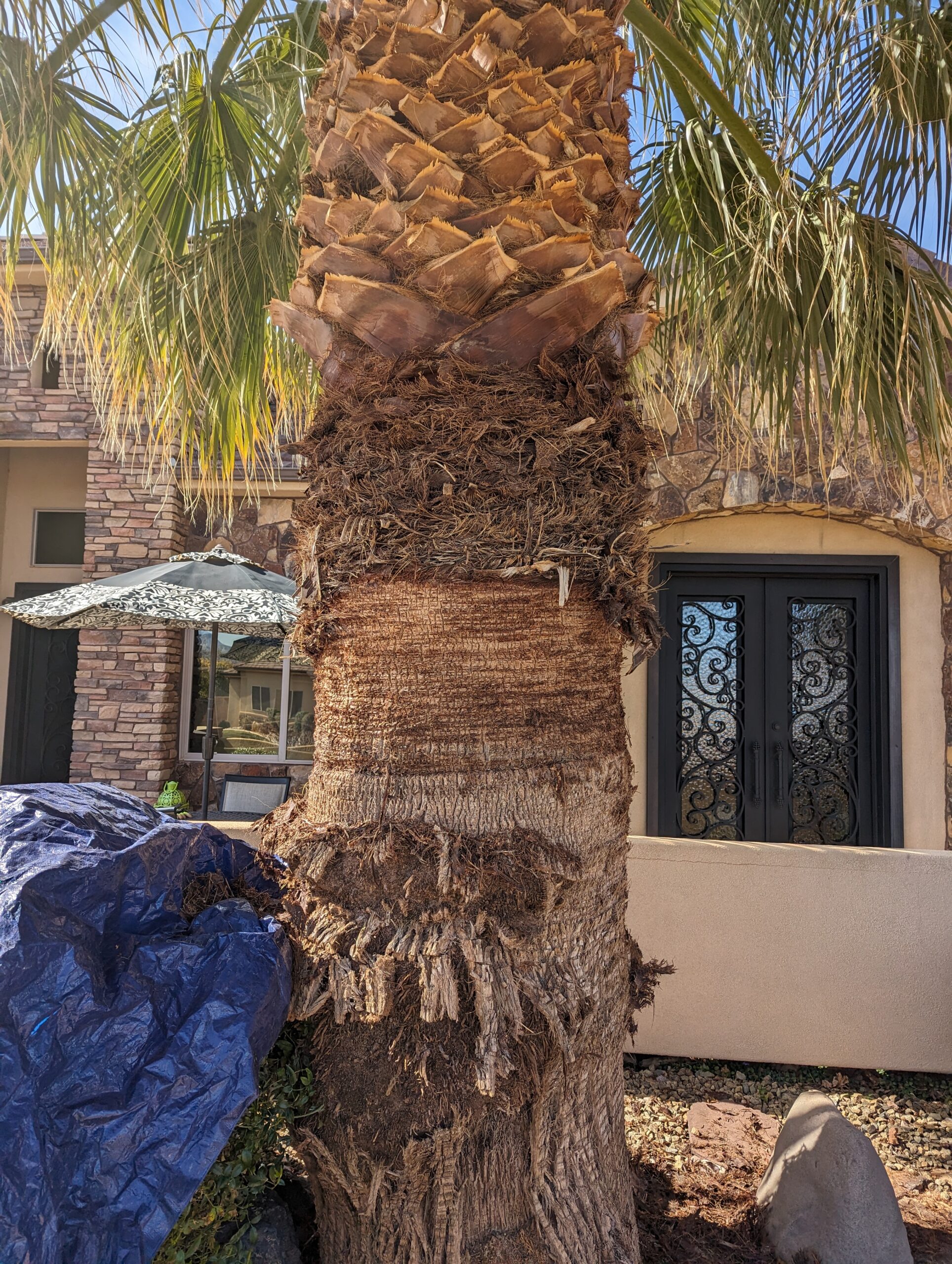 Discover the mesmerizing process of palm tree skinning before, captured in stunning detail
